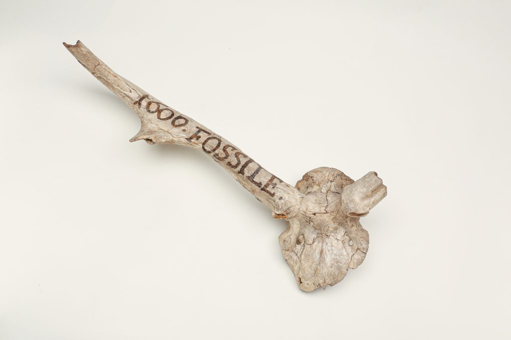 Abb. 14: Fossiles Geweih eines Riesenhirschs, gefunden im Jahr 1600. Staatliches Museum für Naturkunde Stuttgart.
